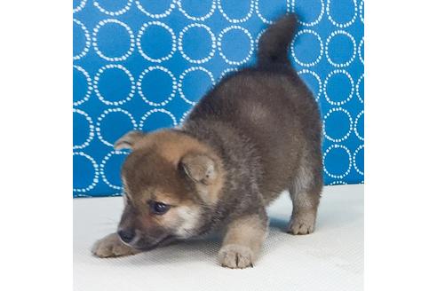 成約済の愛知県の柴犬-50544の4枚目