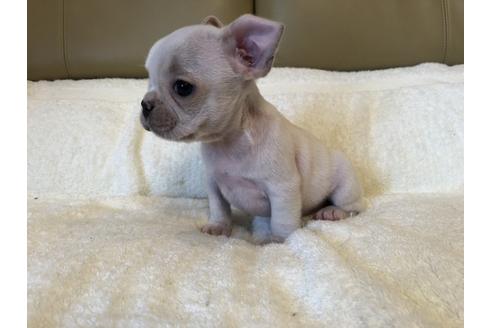 成約済の栃木県のフレンチブルドッグ-52242の1枚目
