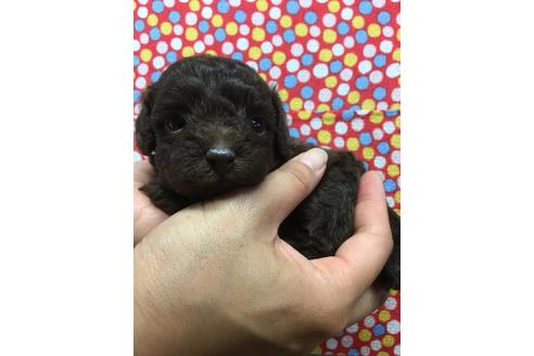 成約済の静岡県のトイプードル-51719の2枚目