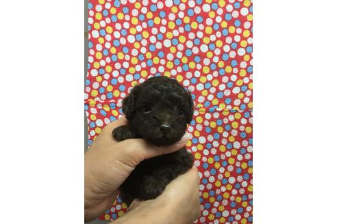 成約済の静岡県のトイプードル-51719の1枚目