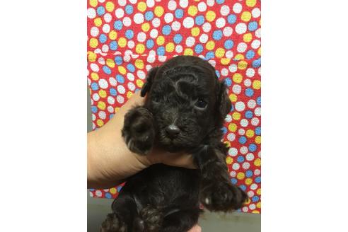 成約済の静岡県のトイプードル-51720の1枚目