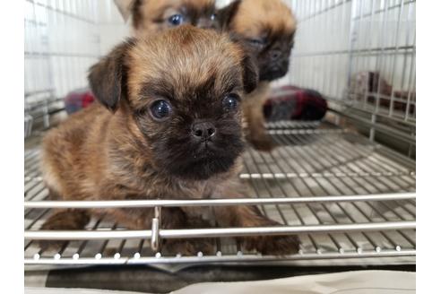 成約済の愛知県のブリュッセルグリフォン-51172の2枚目