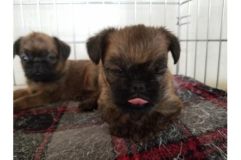 成約済の愛知県のブリュッセルグリフォン-51172の1枚目