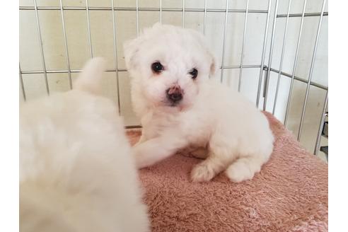 成約済の愛知県のビションフリーゼ-50920の5枚目