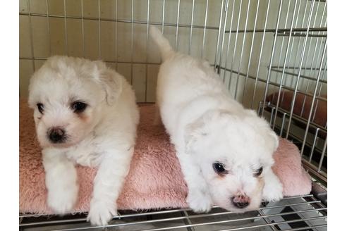 成約済の愛知県のビションフリーゼ-50920の3枚目