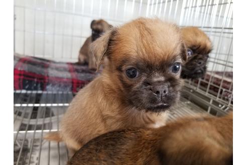 成約済の愛知県のブリュッセルグリフォン-51171の3枚目