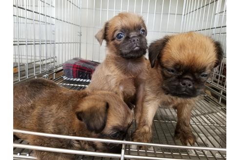 成約済の愛知県のブリュッセルグリフォン-51171の2枚目