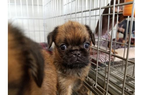 成約済の愛知県のブリュッセルグリフォン-51171の1枚目