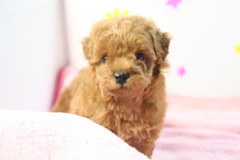 成約済の京都府のトイプードル-52272の4枚目