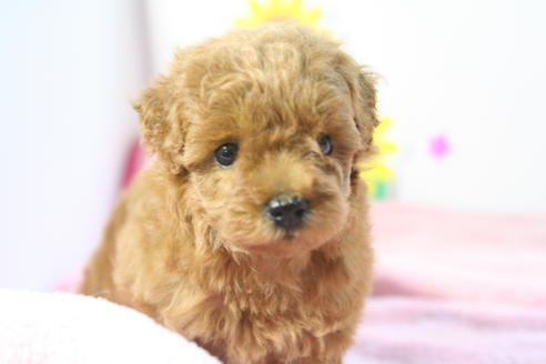 成約済の京都府のトイプードル-52272の3枚目