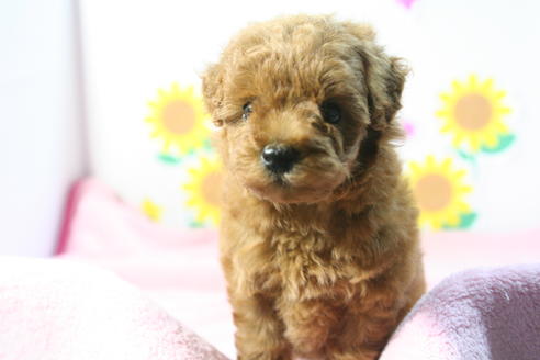 成約済の京都府のトイプードル-52272の2枚目