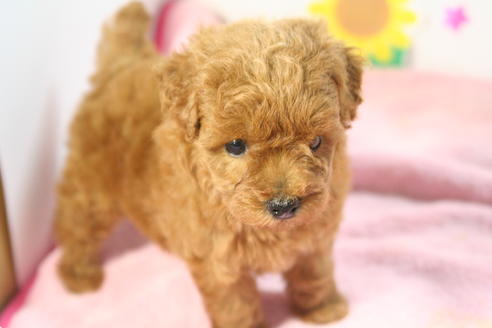 成約済の京都府のトイプードル-52272の1枚目
