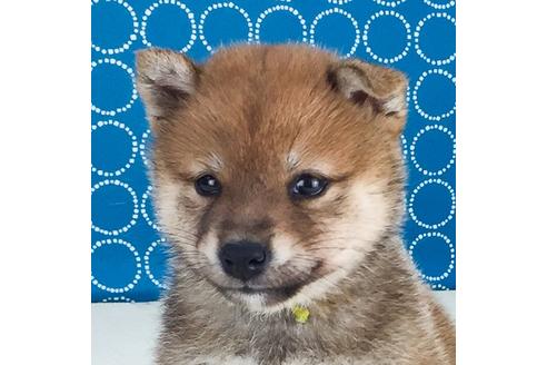 成約済の愛知県の柴犬-50787の3枚目