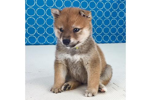 成約済の愛知県の柴犬-50787の4枚目