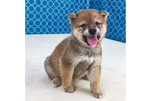 成約済の愛知県の柴犬-50787の5枚目