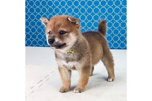 成約済の愛知県の柴犬-50787の1枚目