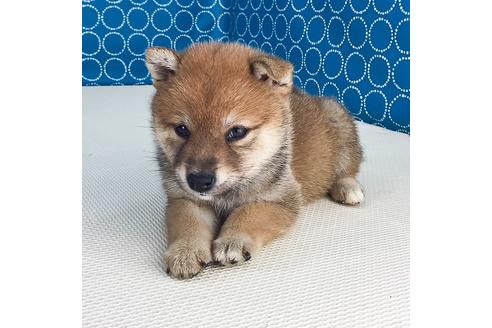 成約済の愛知県の柴犬-50787の2枚目