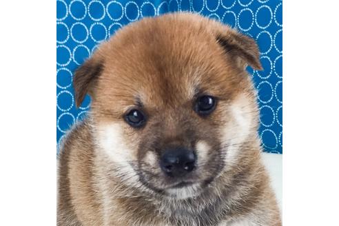 成約済の愛知県の柴犬-51523の1枚目