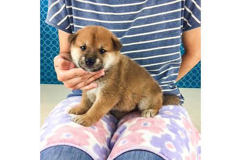 成約済の愛知県の柴犬-51523の2枚目