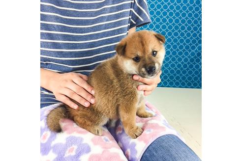 成約済の愛知県の柴犬-51523の3枚目