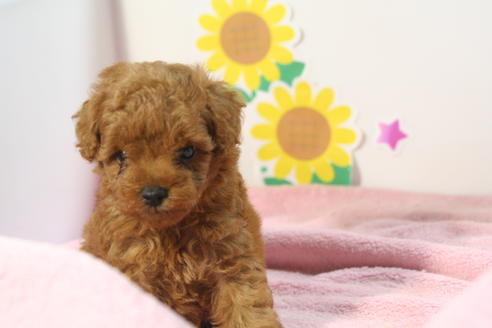 成約済の京都府のトイプードル-52276の3枚目