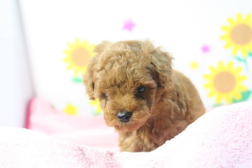 成約済の京都府のトイプードル-52276の1枚目