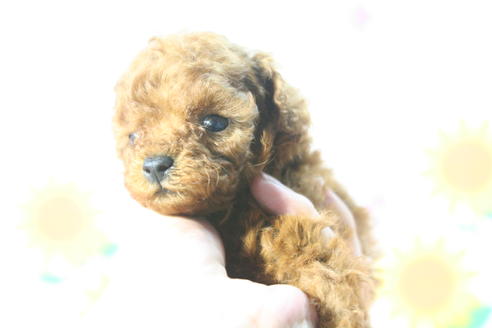 成約済の京都府のトイプードル-52277の3枚目