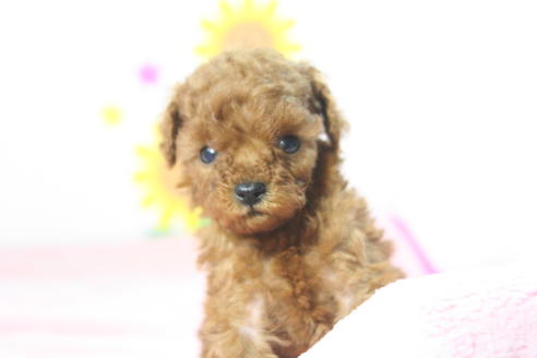 成約済の京都府のトイプードル-52277の2枚目