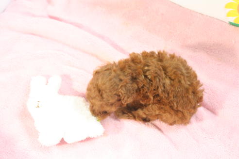 成約済の京都府のトイプードル-52277の1枚目