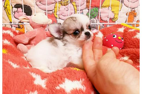 成約済の秋田県のチワワ(ロングコート)-52286の5枚目
