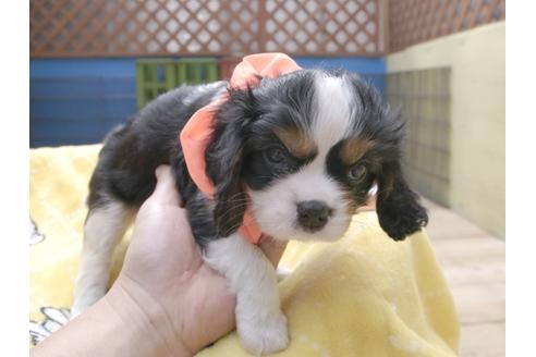 成約済の埼玉県のキャバリアキングチャールズスパニエル-50847の5枚目