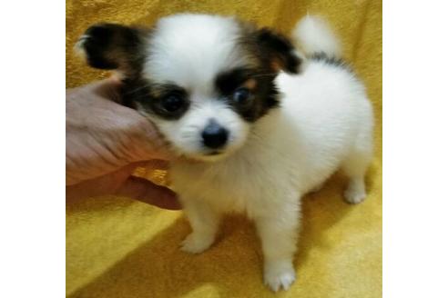 成約済の岐阜県のミックス犬-52297の2枚目