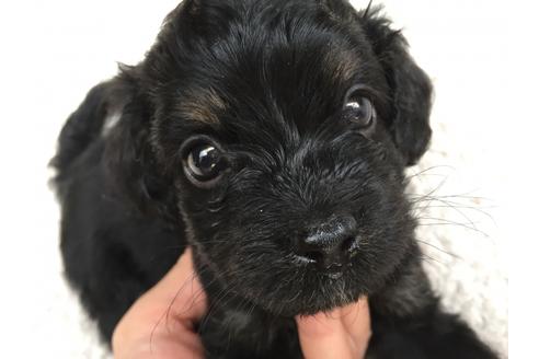 成約済の茨城県のミックス犬-52306の5枚目