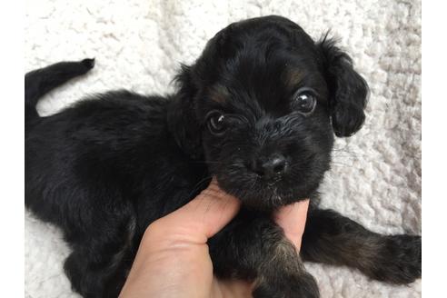 成約済の茨城県のミックス犬-52306の2枚目