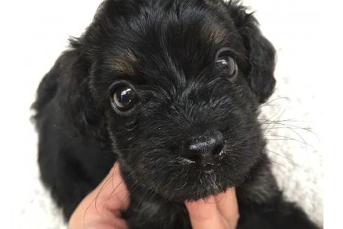 成約済の茨城県のミックス犬-52306の3枚目