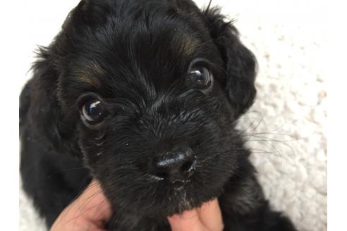 成約済の茨城県のミックス犬-52306の1枚目