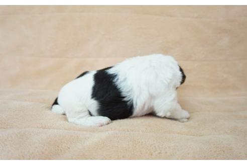 成約済の奈良県のワイアーフォックステリア-52316の2枚目