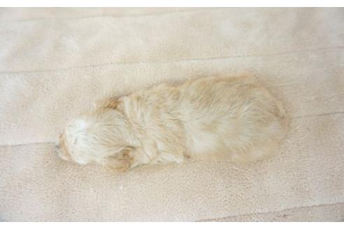 成約済の奈良県のトイプードル-52321の2枚目