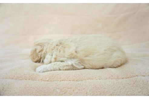 成約済の奈良県のトイプードル-52322の1枚目