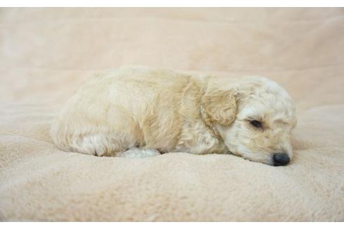 成約済の奈良県のトイプードル-52322の2枚目