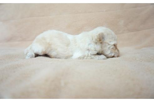 成約済の奈良県のトイプードル-52326の4枚目