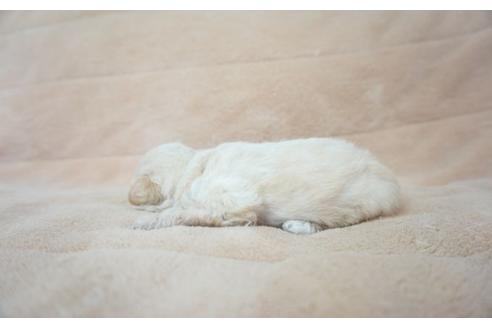 成約済の奈良県のトイプードル-52326の5枚目