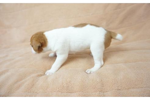 成約済の奈良県のジャックラッセルテリア-51583の1枚目