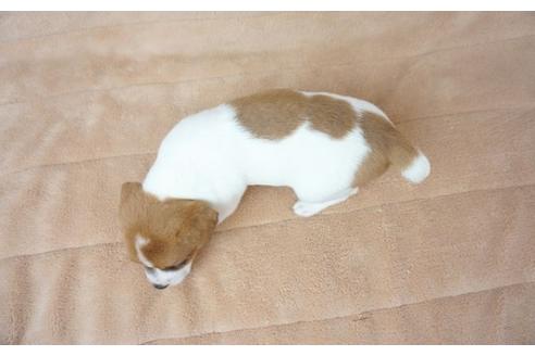成約済の奈良県のジャックラッセルテリア-51583の2枚目