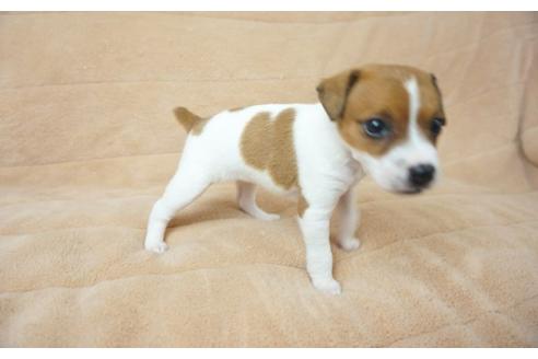 成約済の奈良県のジャックラッセルテリア-51584の5枚目