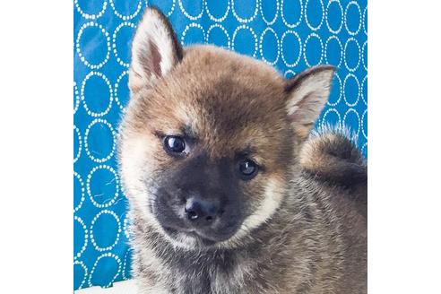 成約済の愛知県の柴犬-51278の5枚目