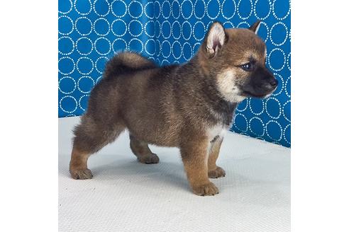 成約済の愛知県の柴犬-51278の2枚目
