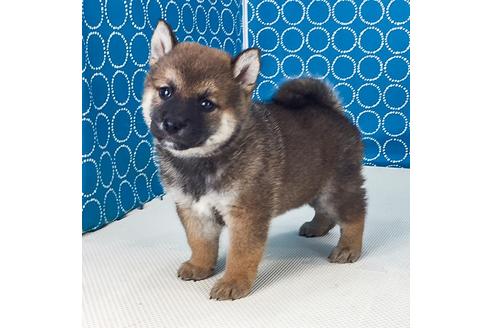 成約済の愛知県の柴犬-51278の3枚目