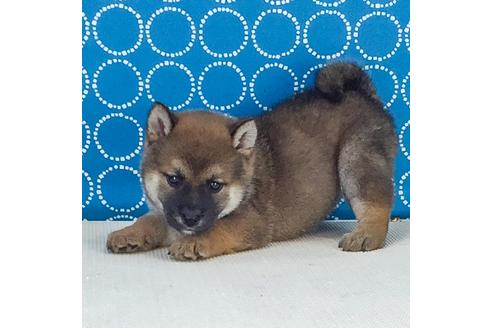成約済の愛知県の柴犬-51278の4枚目