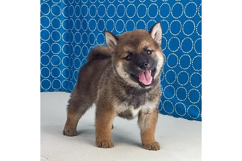 成約済の愛知県の柴犬-51278の1枚目